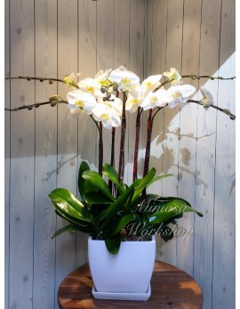 OR509 - 5菖白色蝴蝶蘭及陶瓷花盆
